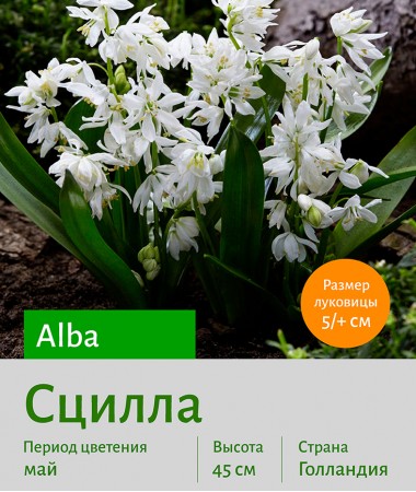 Хионодокса (Chionodoxa) Rosea